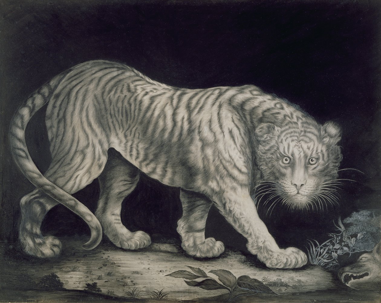 En snigende tiger af Elizabeth Pringle