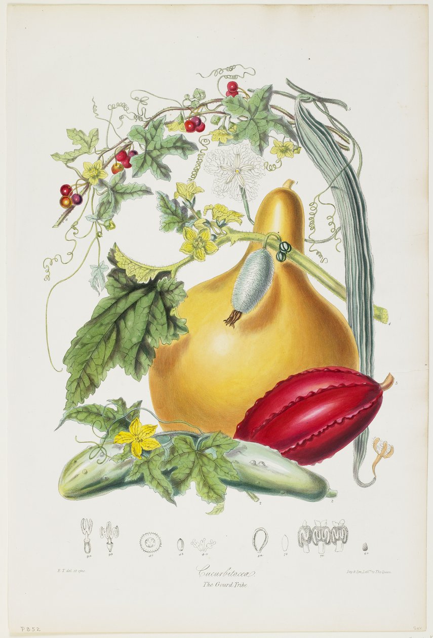 Cucurbitaceae, The Gourd Tribe, fra Illustrations of the Natural Orders of Plants, 1849-55 (håndfarvet litho) af Elizabeth Twining