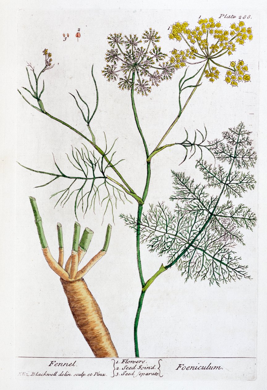 Fennikel, 1782 af Elizabeth Blackwell