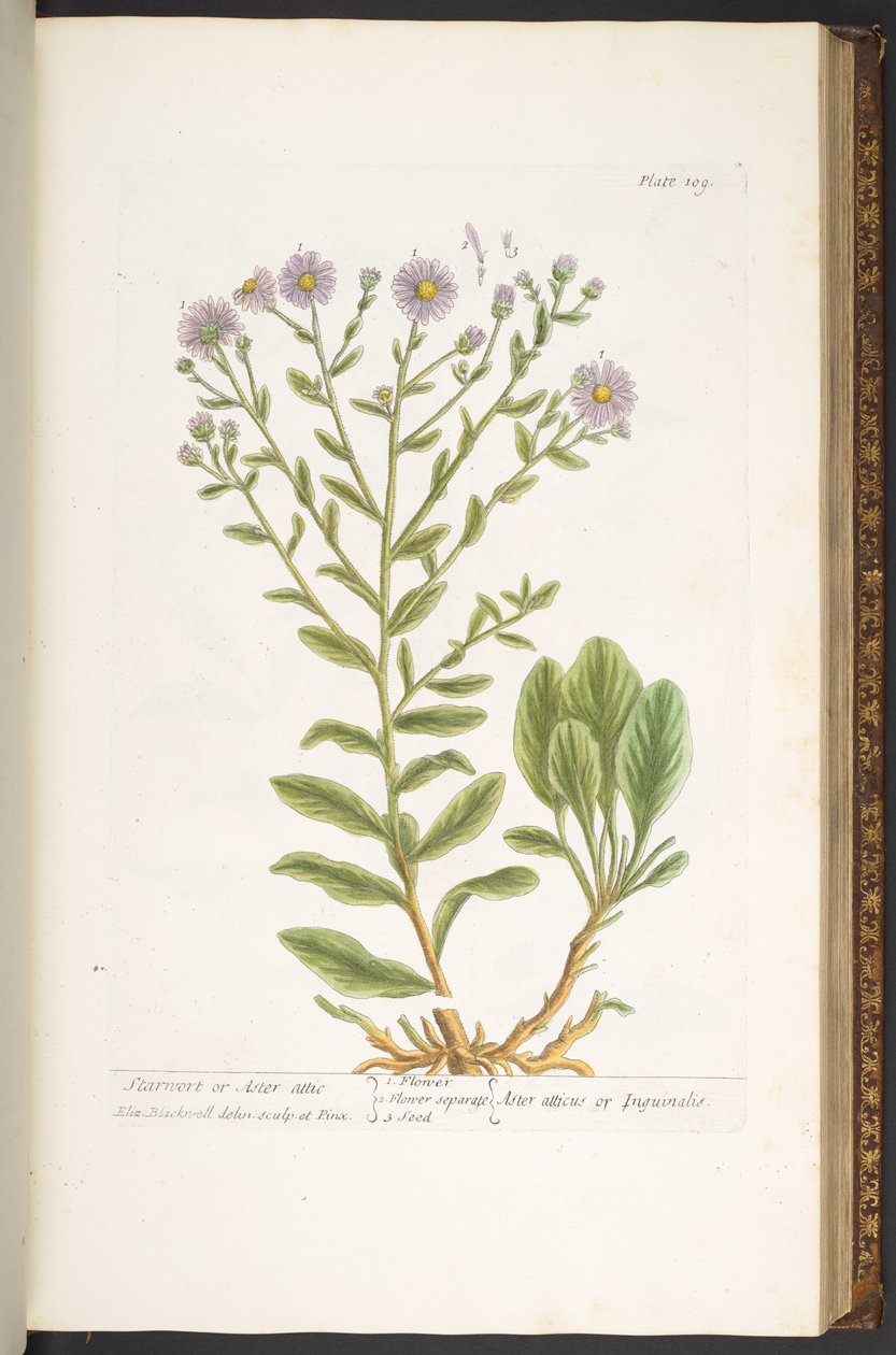 Tallerken 109, fra 