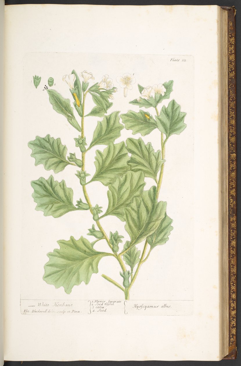 Tallerken 111, fra 