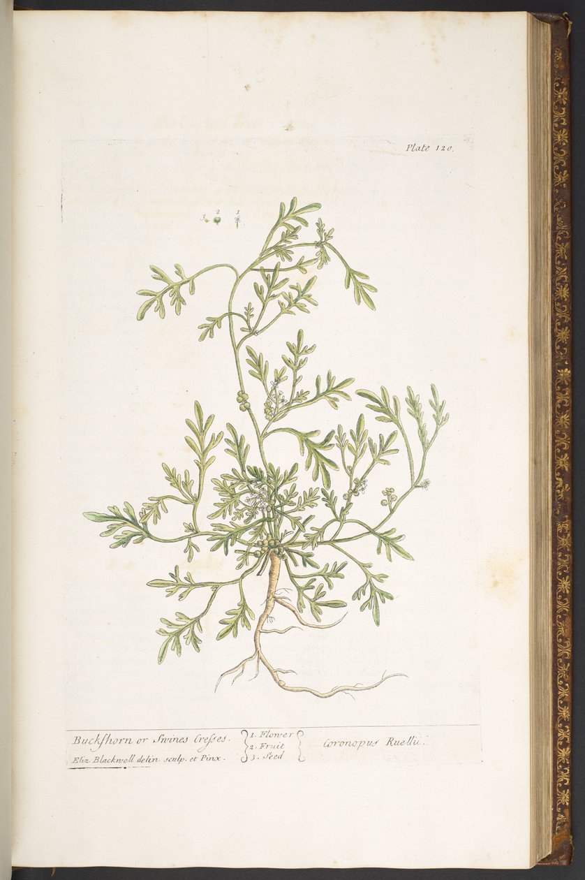 Tallerken 120, fra 