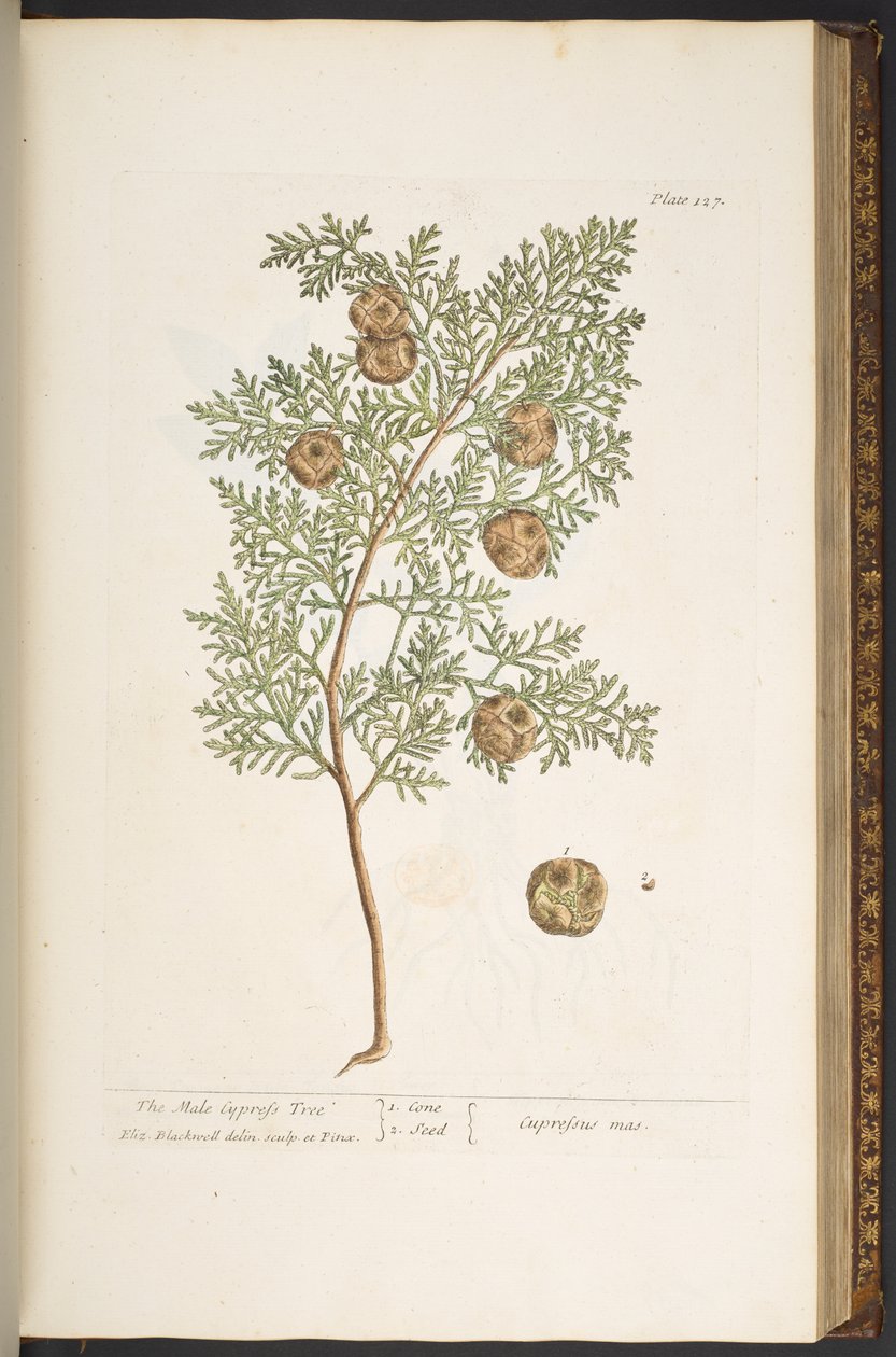 Tallerken 127, fra 