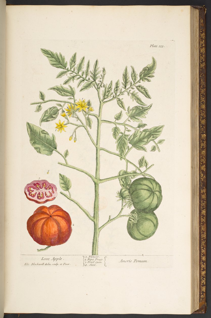 Tallerken 133, fra 
