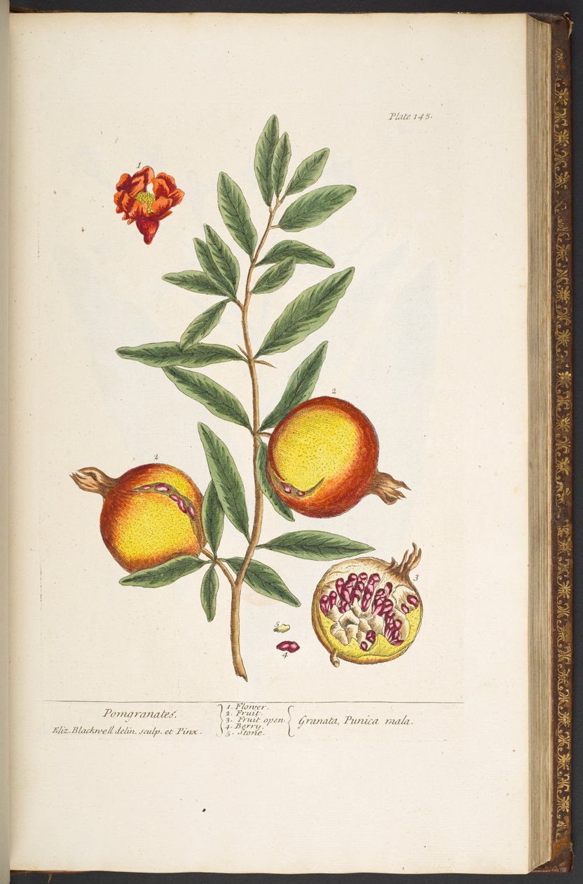 Tallerken 145, fra 