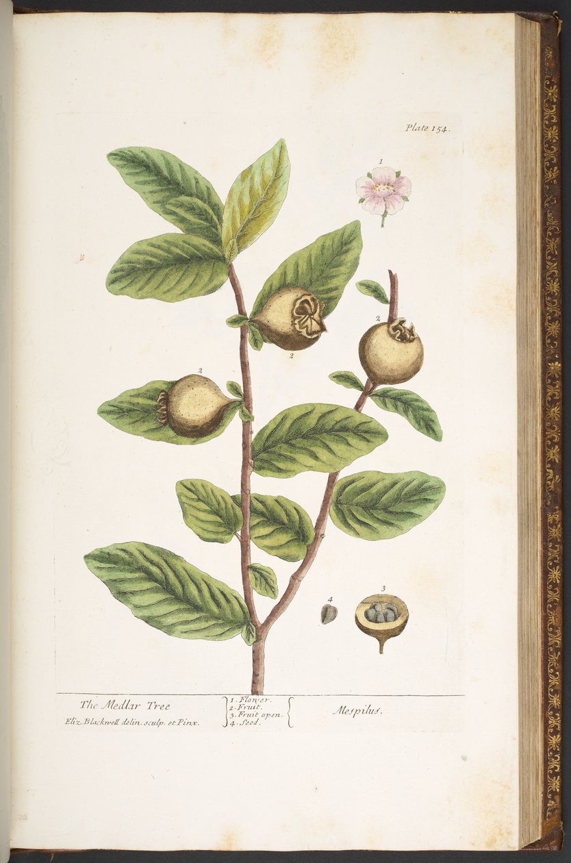 Tallerken 154, fra 