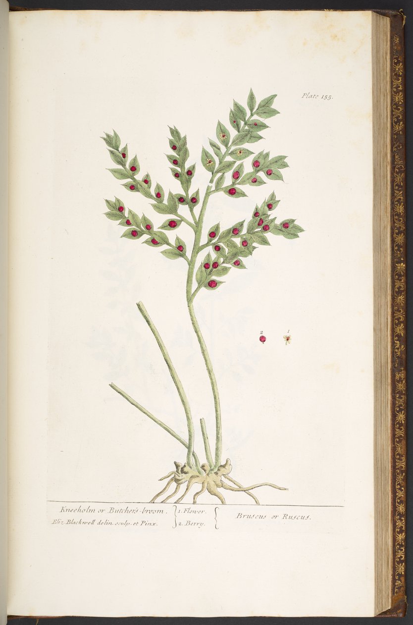 Tallerken 155, fra 