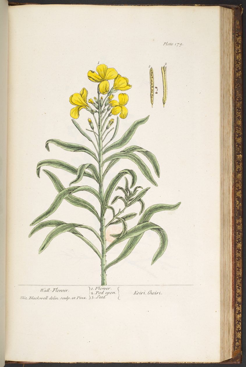 Tallerken 179, fra 