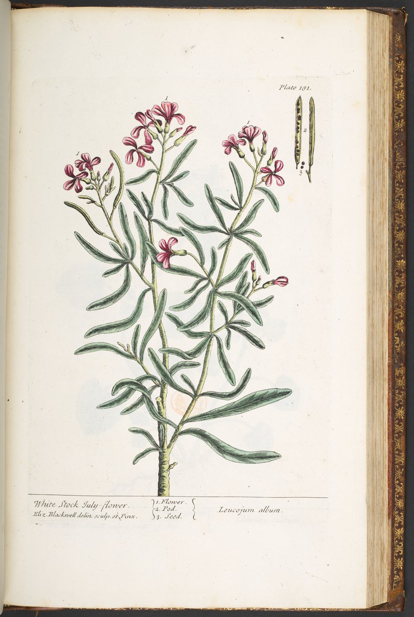 Plade 181, fra 
