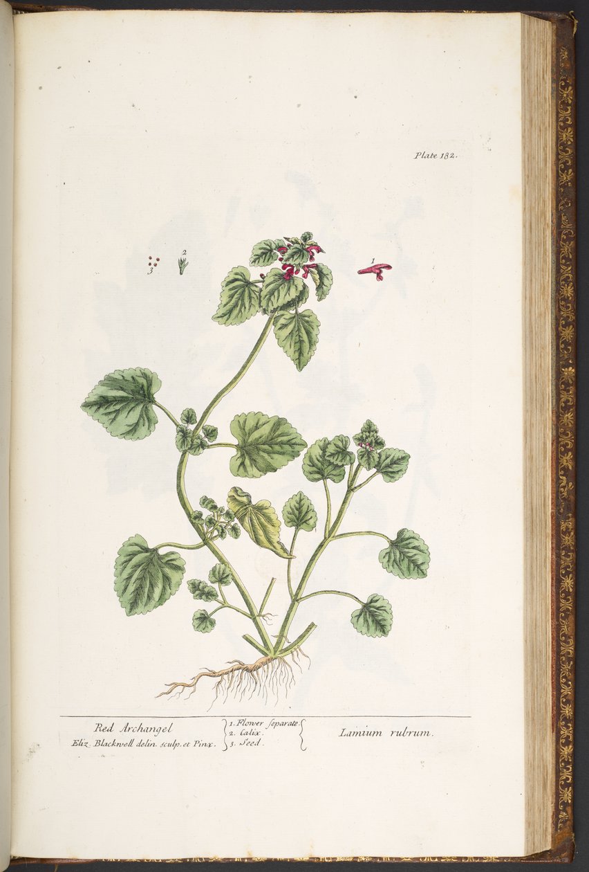 Tallerken 182, fra 