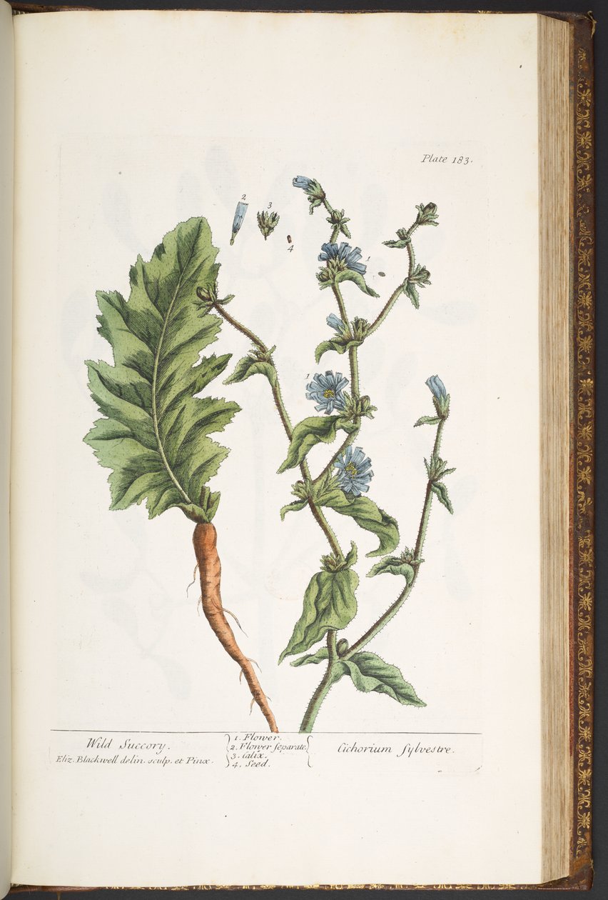 Tallerken 183, fra 