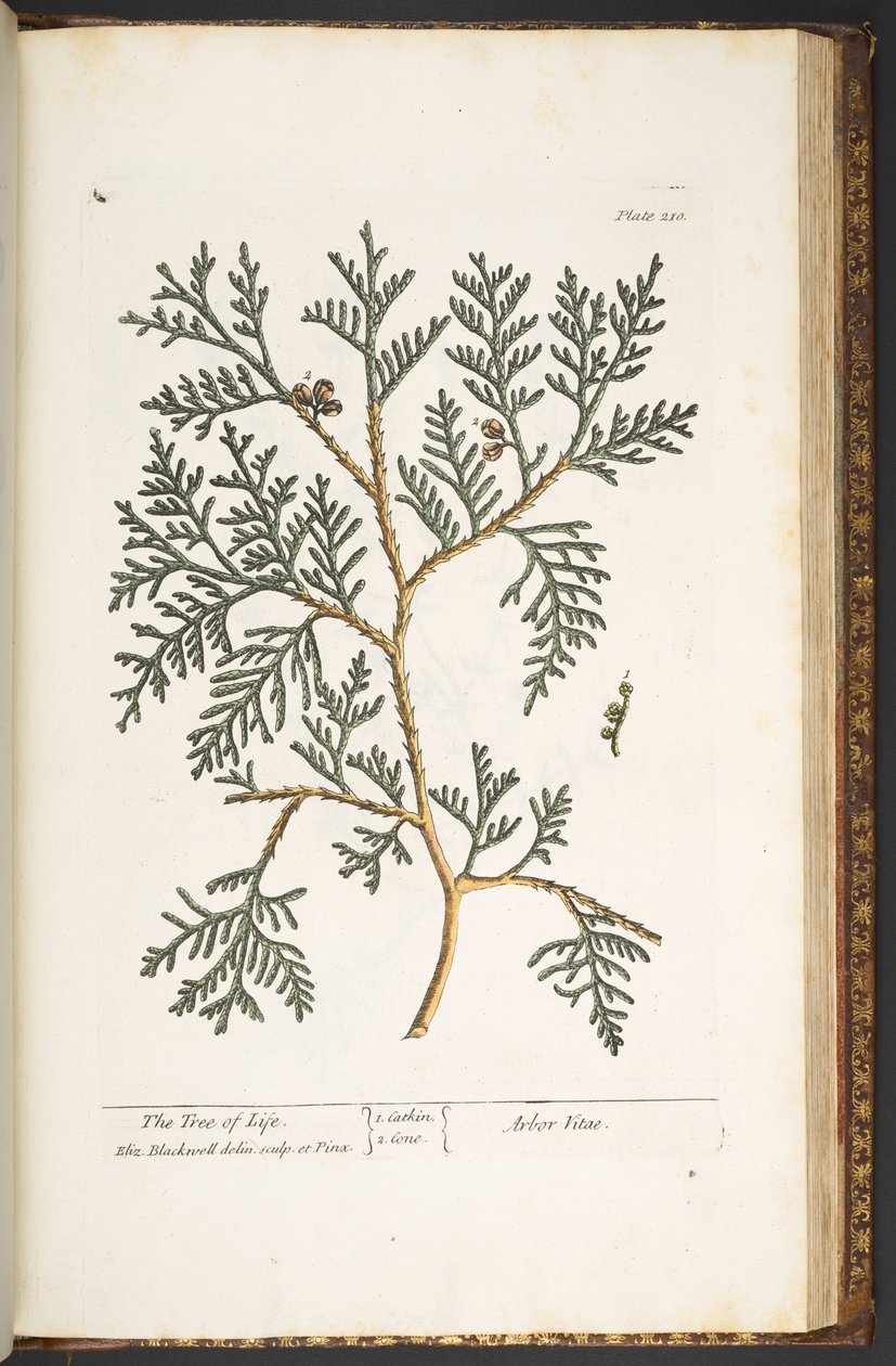 Tallerken 210, fra 