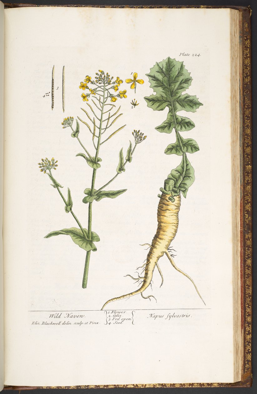 Tallerken 224, fra 