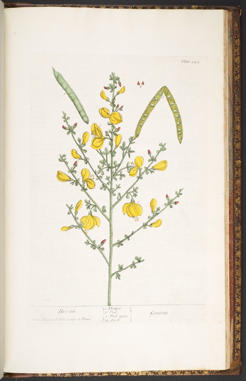 Tallerken 244, fra 