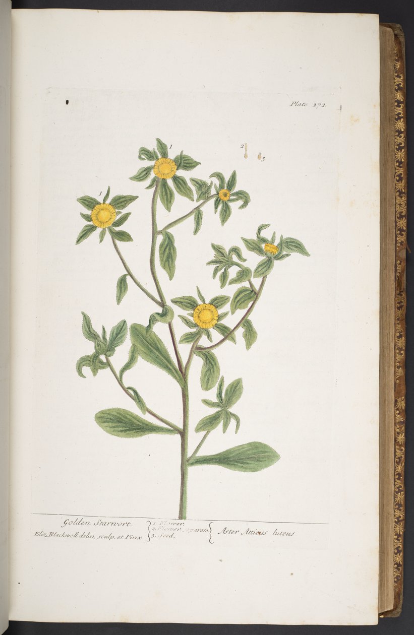 Tallerken 272, fra 