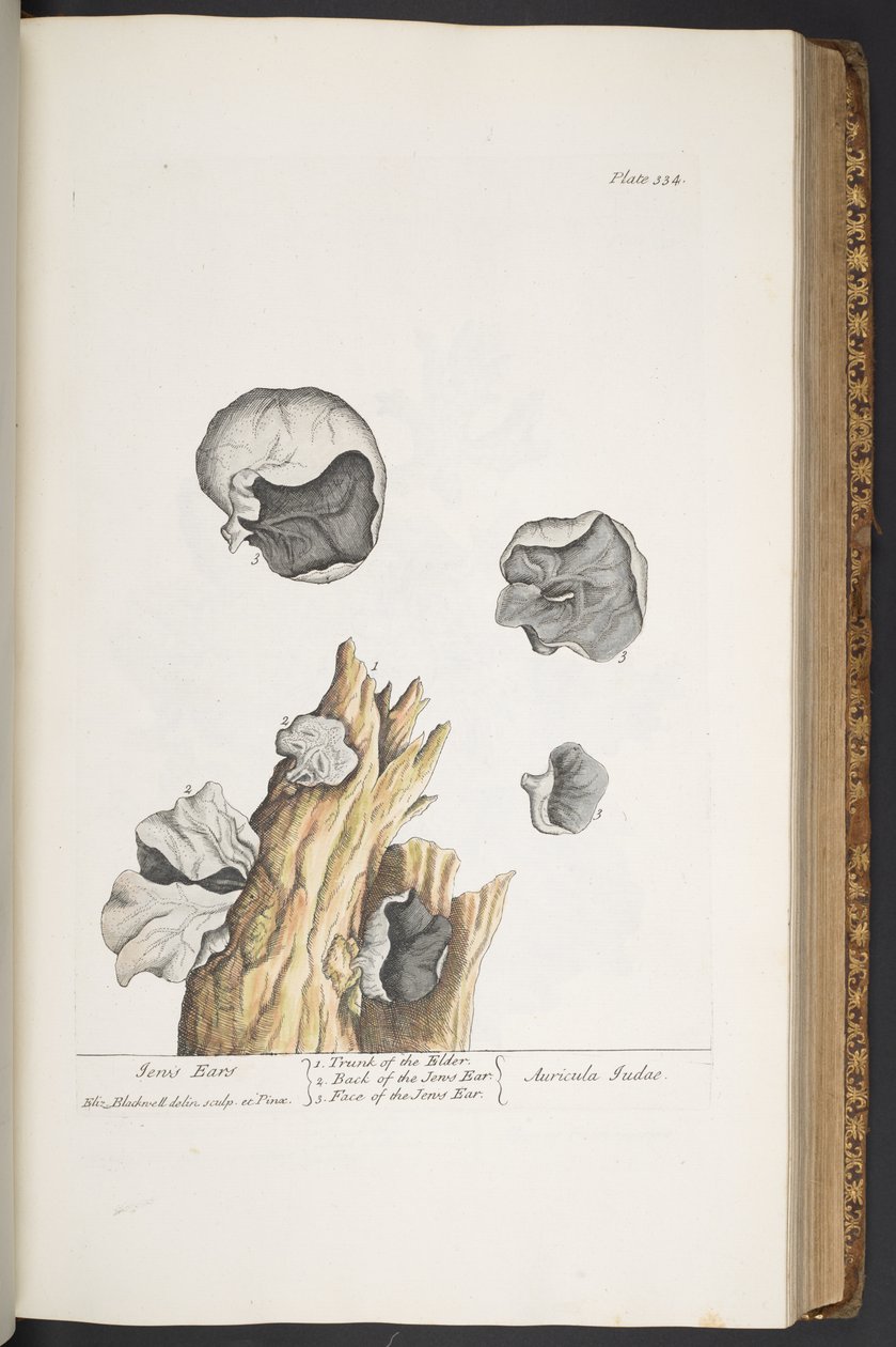 Tallerken 334, fra 