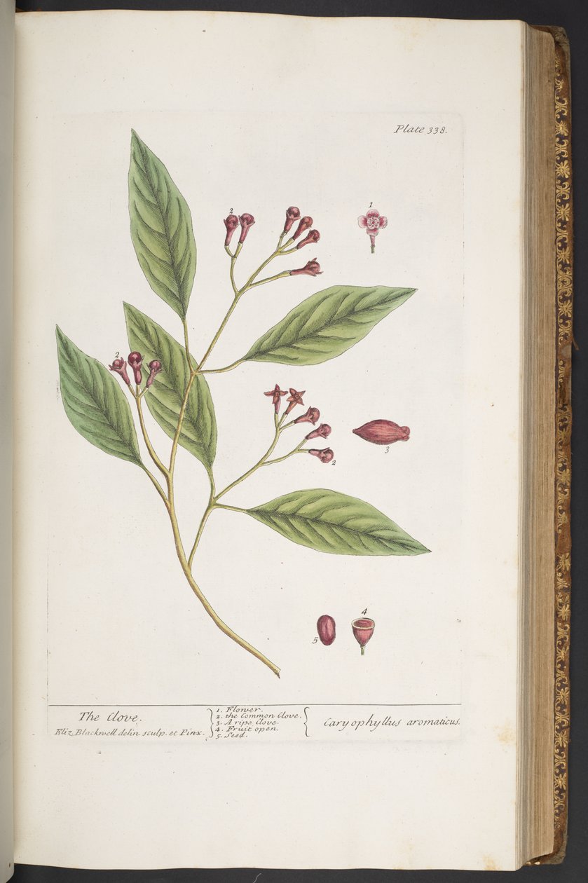 Tallerken 338, fra 