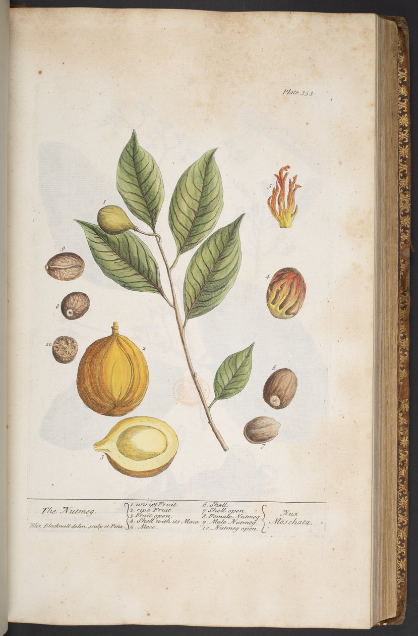 Tallerken 353, fra 