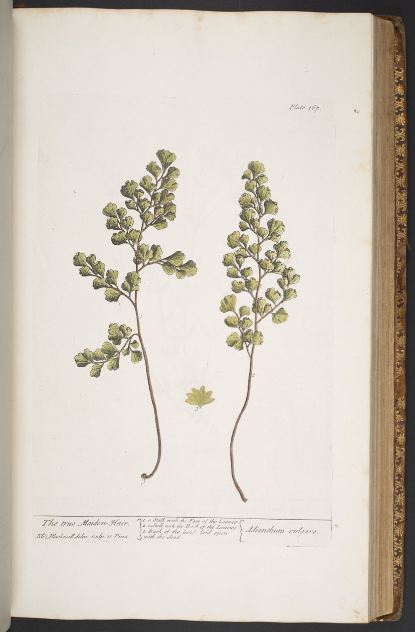 Tallerken 367, fra 