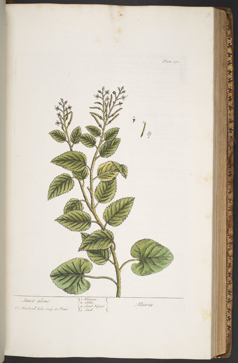 Tallerken 372, fra 