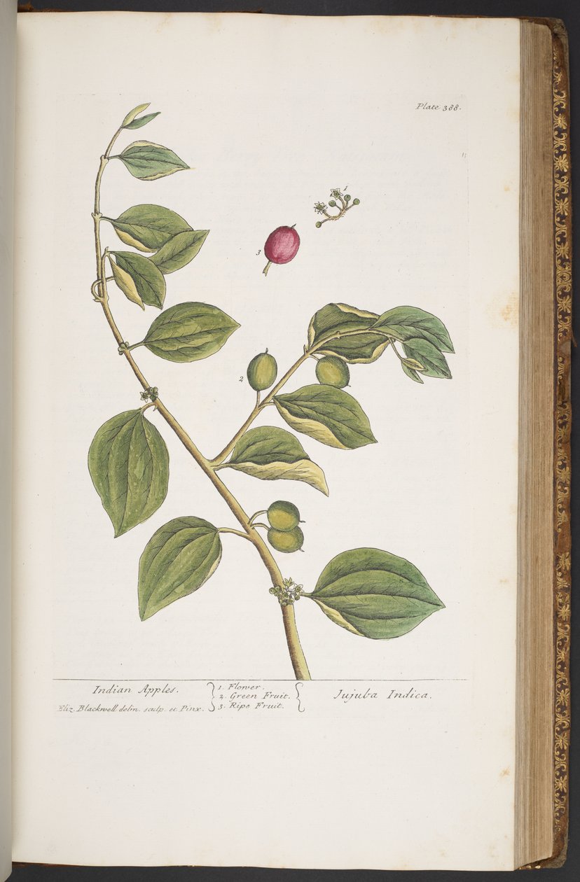 Tallerken 388, fra 