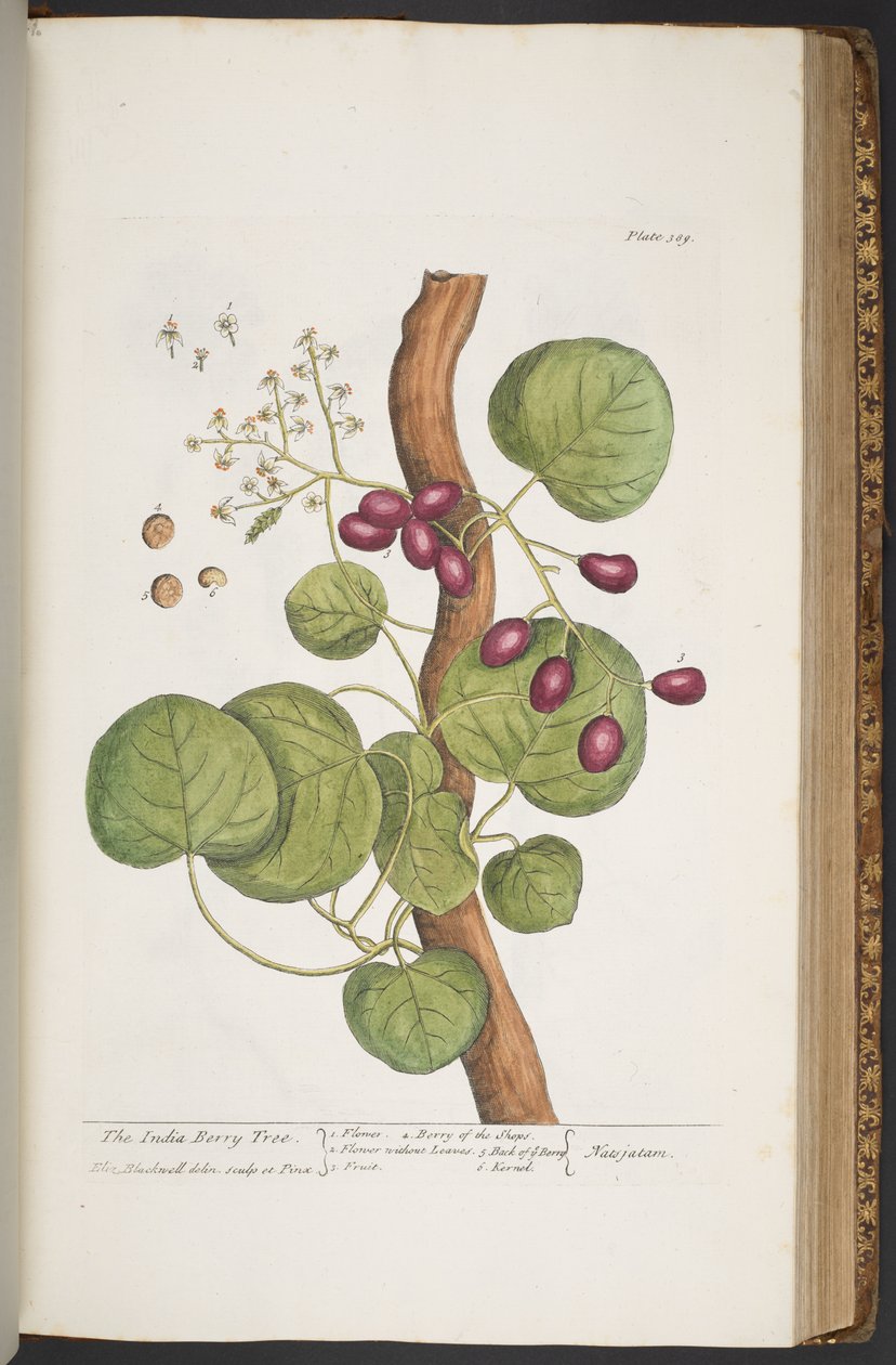 Tallerken 389, fra 