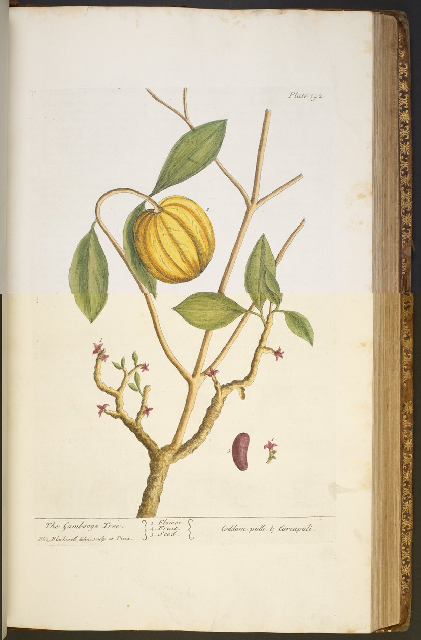 Tallerken 392, fra 