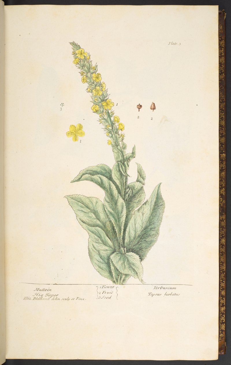 Tallerken 3, Mullein, fra 