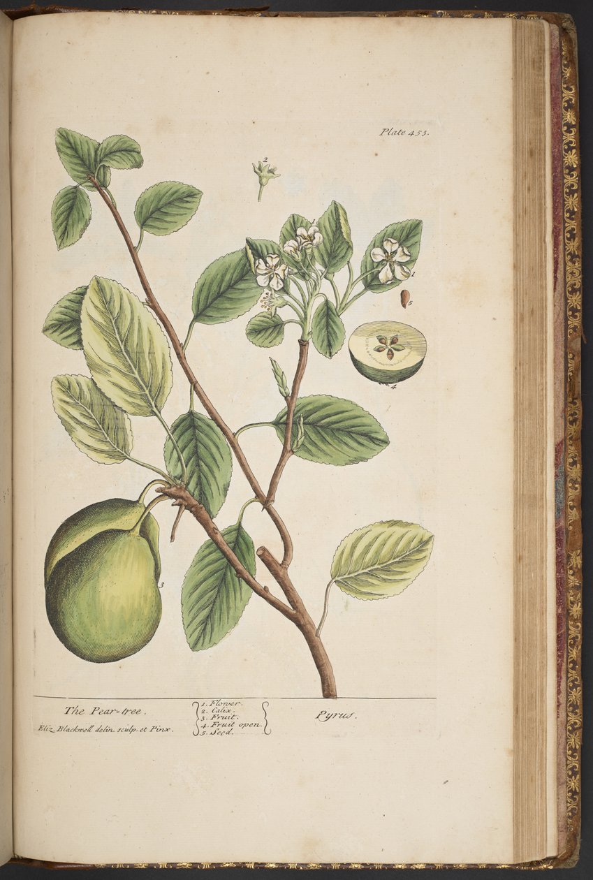 Tallerken 453, fra 