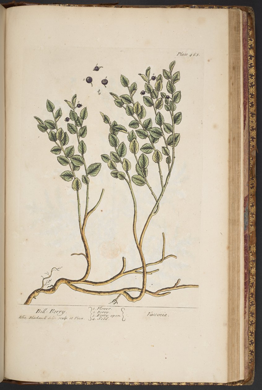 Tallerken 463, fra 
