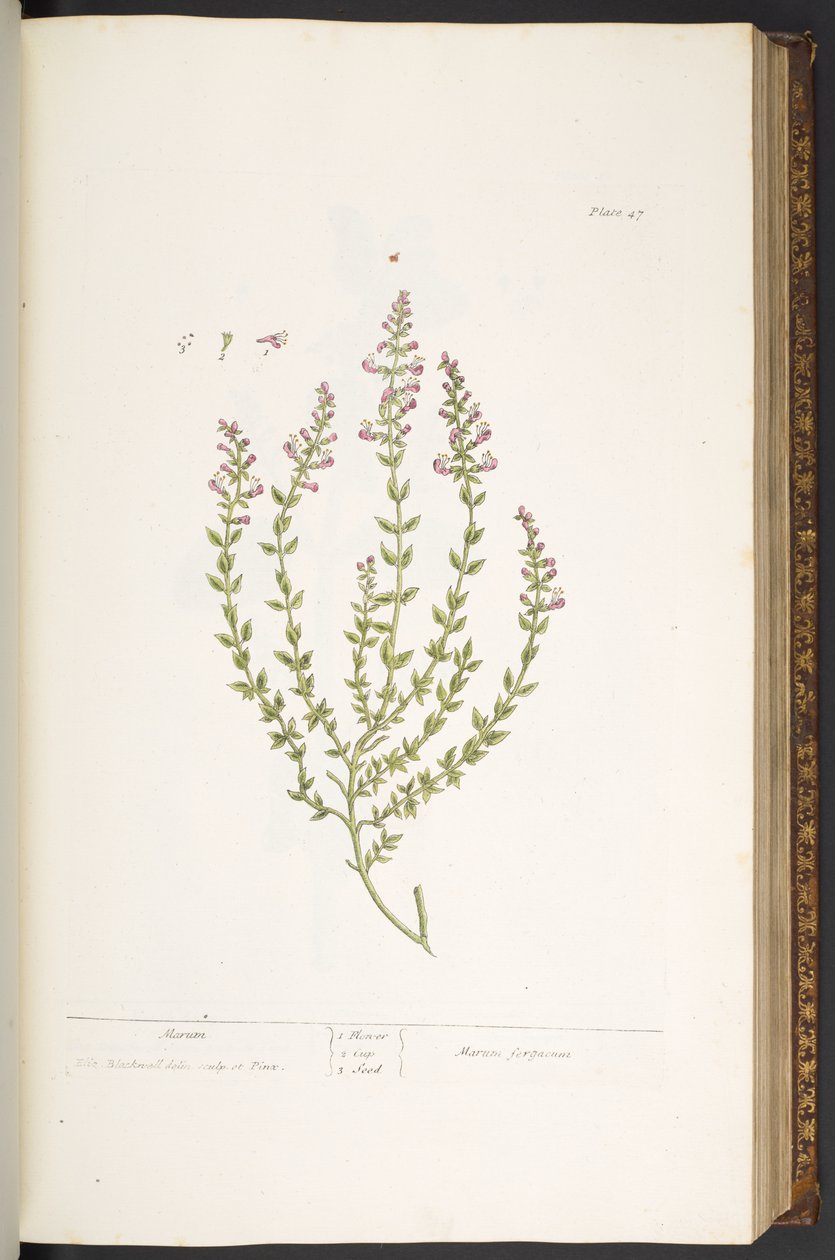 Tallerken 47, Marum, fra 