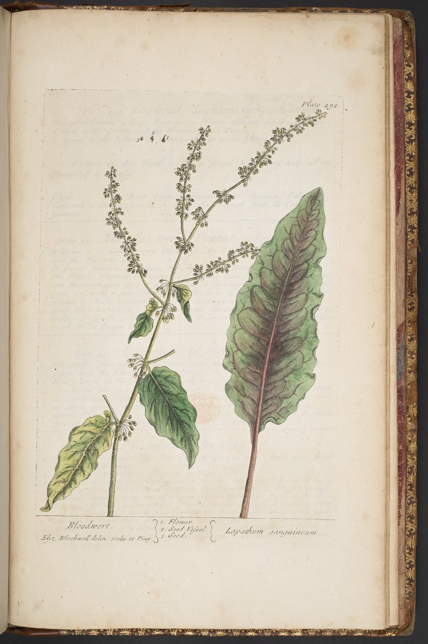 Tallerken 492, fra 