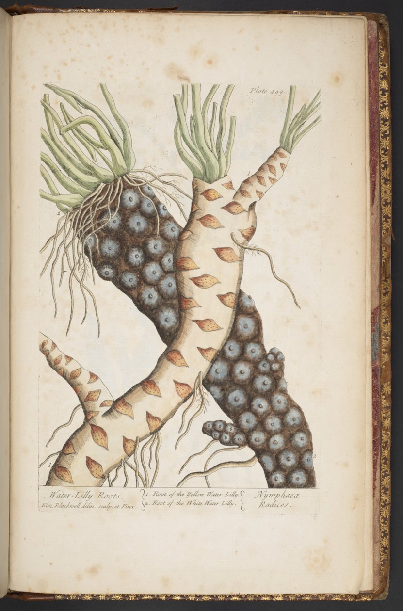 Tallerken 498, fra 