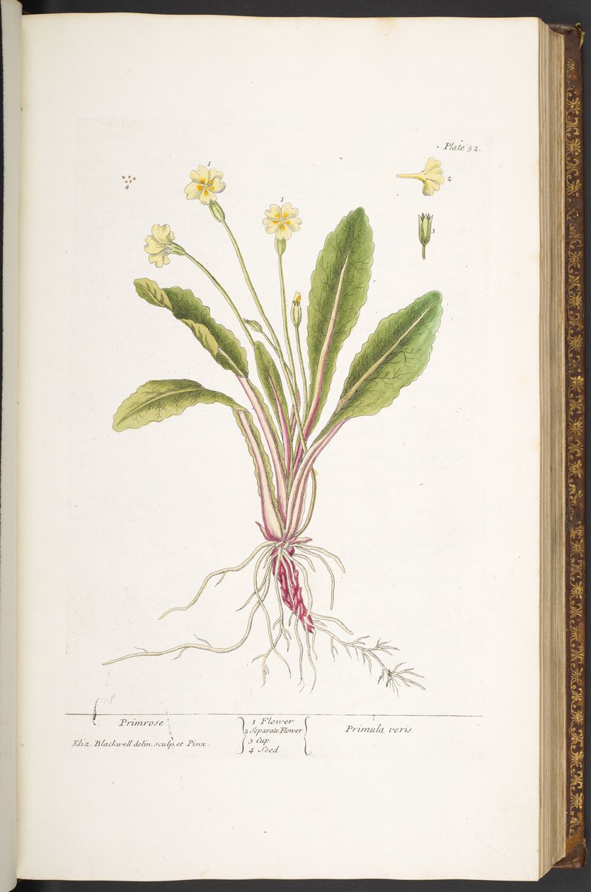 Tallerken 52, Primrose, fra 