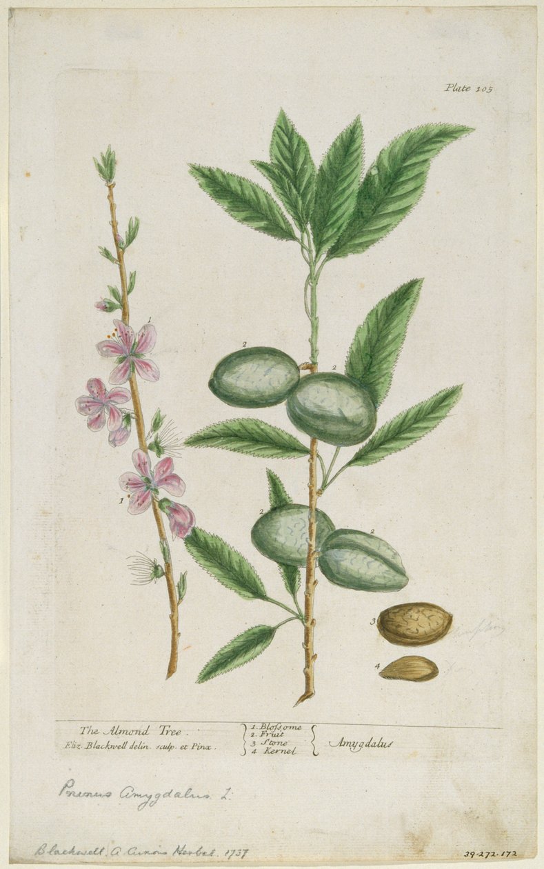 Sødt mandeltræ. Sød mandel, 1737. af Elizabeth Blackwell