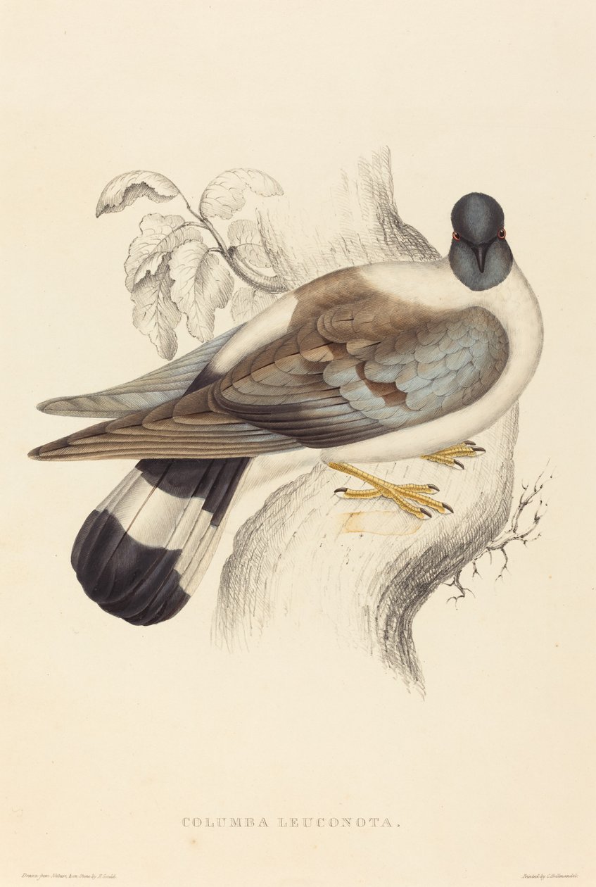 Columba Leuconota (Snedue) af Elizabeth Gould