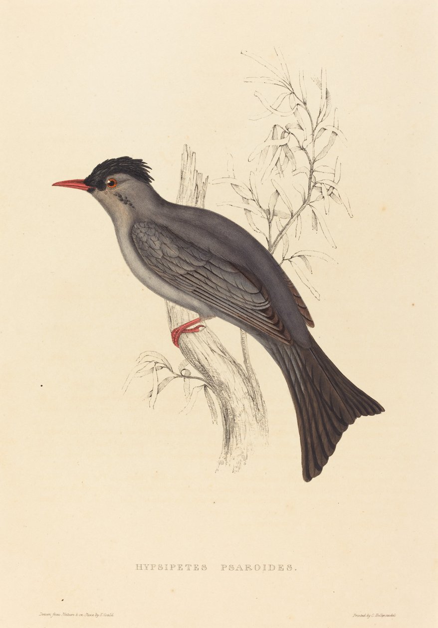 Hypsipetes Psaroides (Sort Bulbul) af Elizabeth Gould