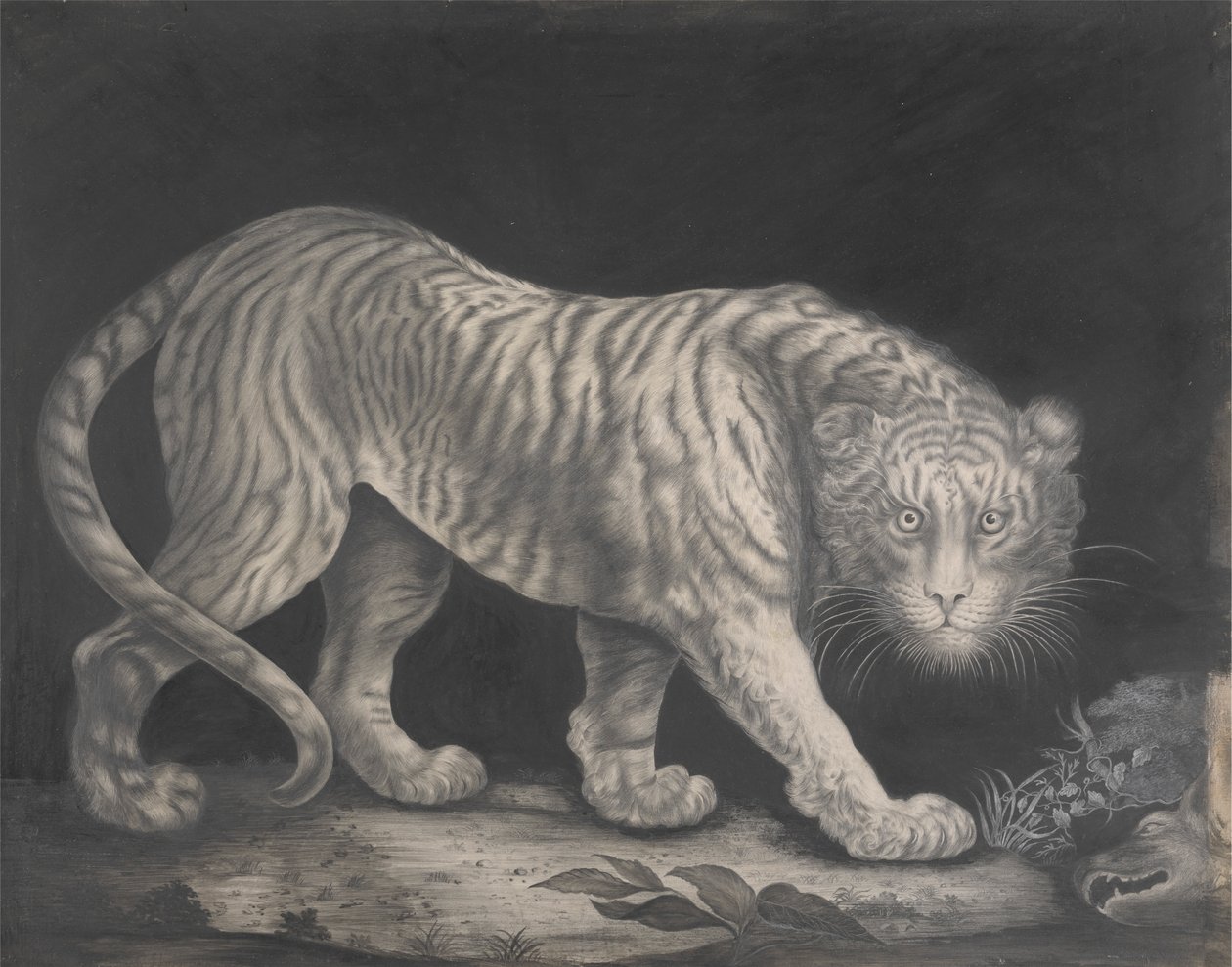 En snigende tiger af Elizabeth Pringle