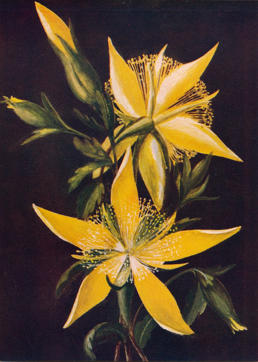 Blazing Star, c1915, 1915 af Emma Graham Clock