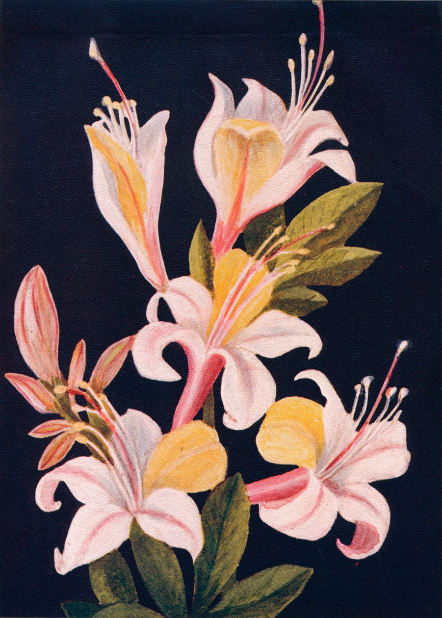 Californien Azalea, c1915, 1915 af Emma Graham Clock