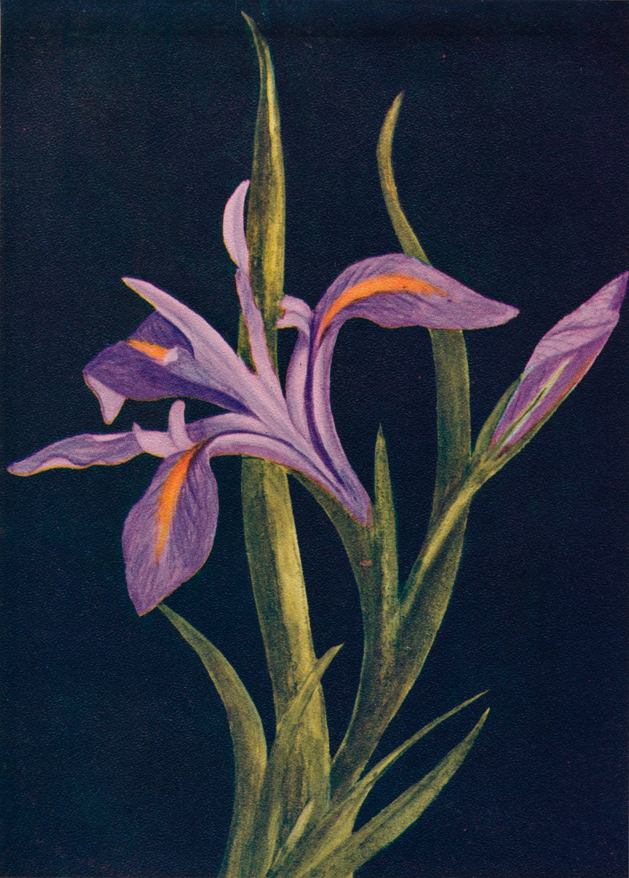 Ground Iris, c1915, 1915 af Emma Graham Clock