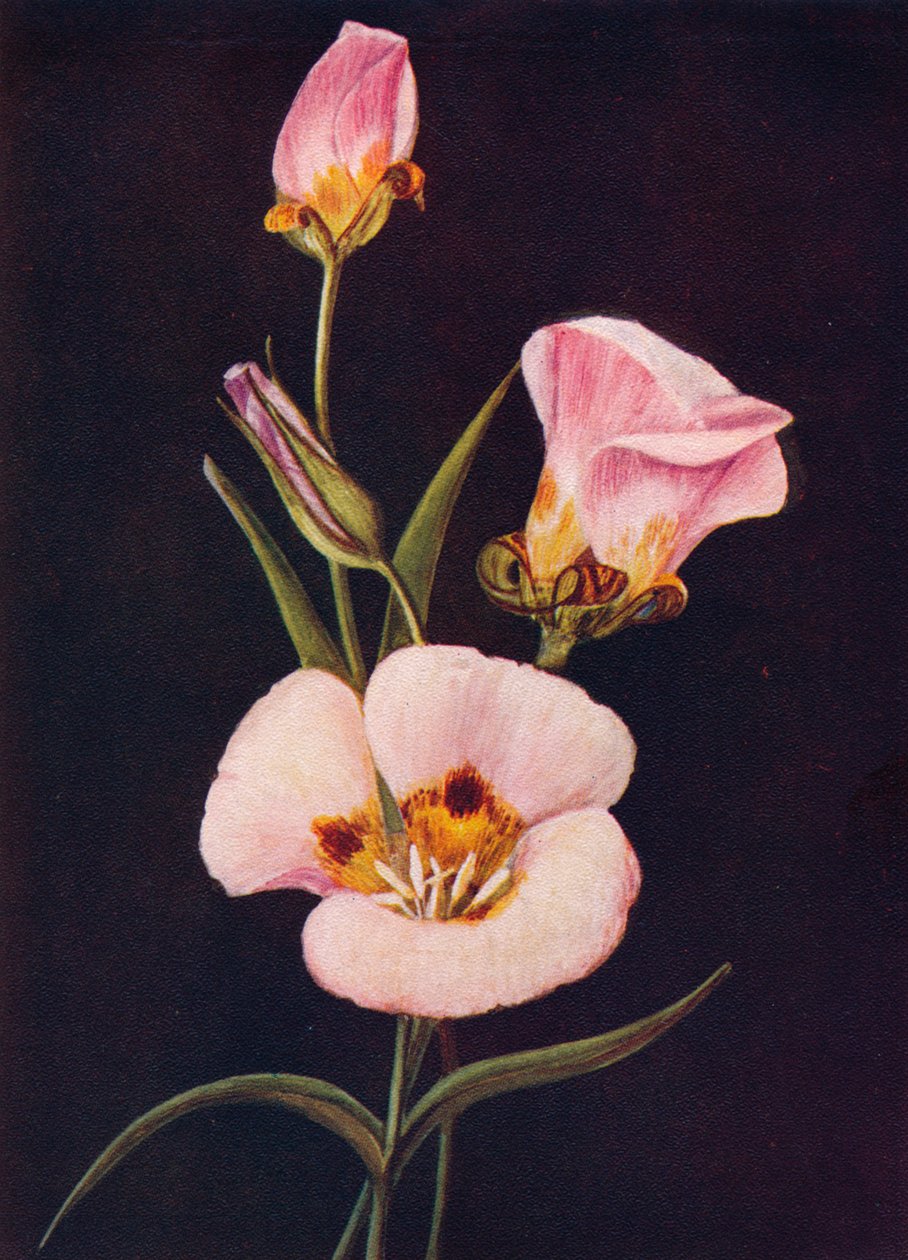 Mariposa Tulip, c1915, 1915 af Emma Graham Clock