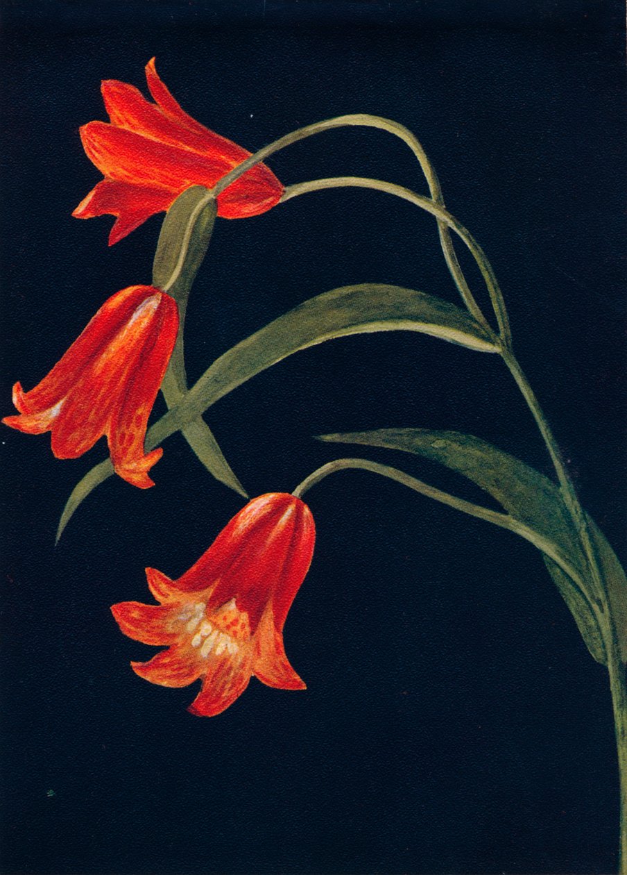 Scarlet Fritillaria, c1915, 1915 af Emma Graham Clock