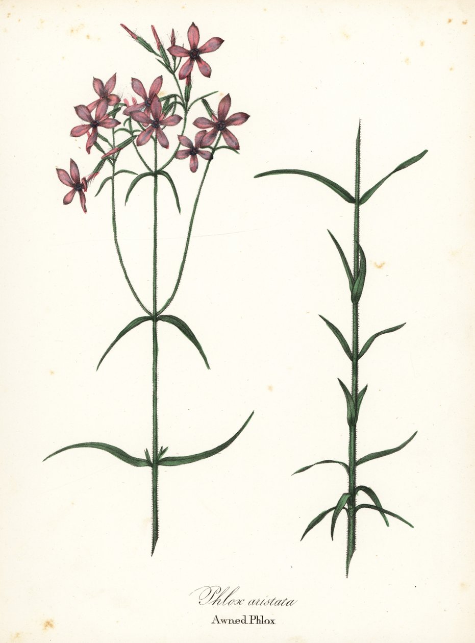 Forteltet phlox, Phlox aristata af Endicott Endicott