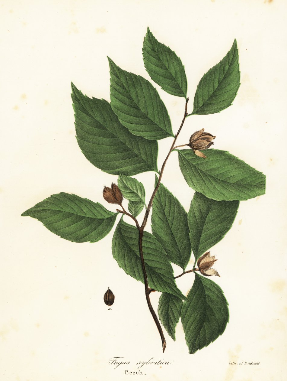 Bøgetræ, Fagus sylvatica af Endicott Endicott