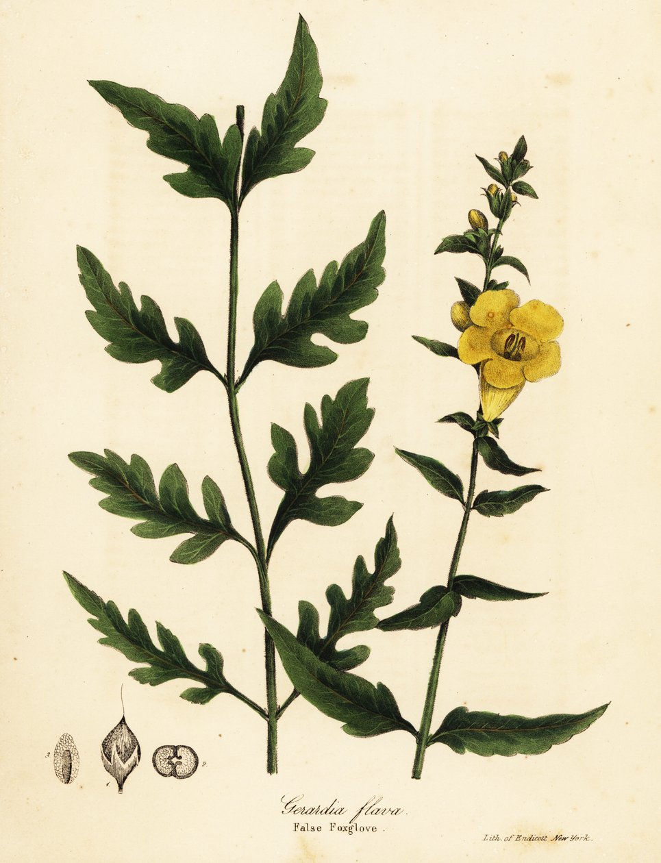 Falsk rævehandske, Aureolaria flava (Gerardia flava) af Endicott Endicott