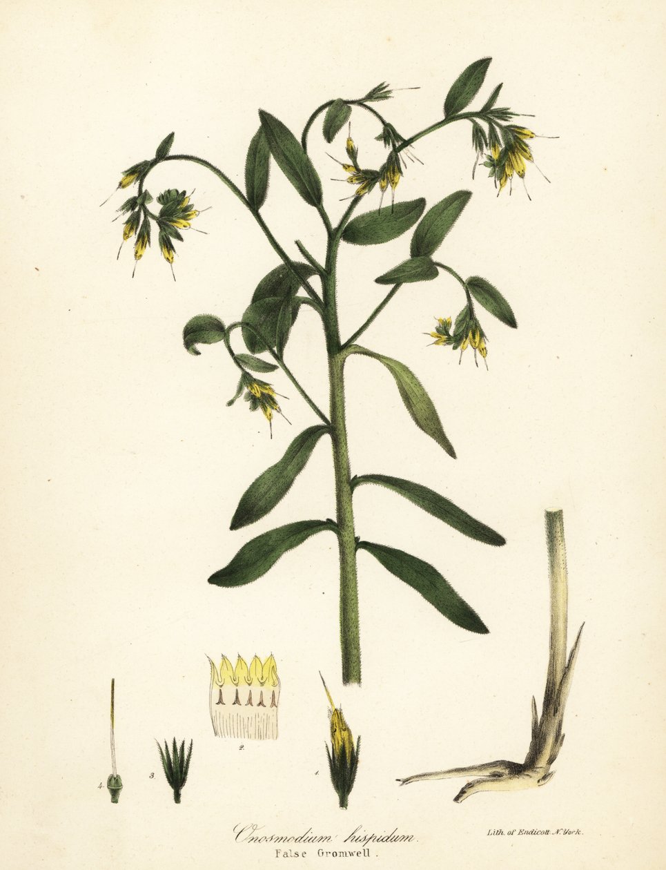 Falsk gromwell, Onosmodium hispidum af Endicott Endicott
