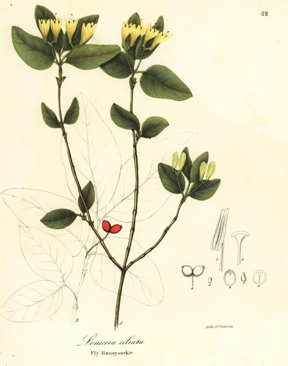 Fluekaprifolier, Lonicera ciliata af Endicott Endicott