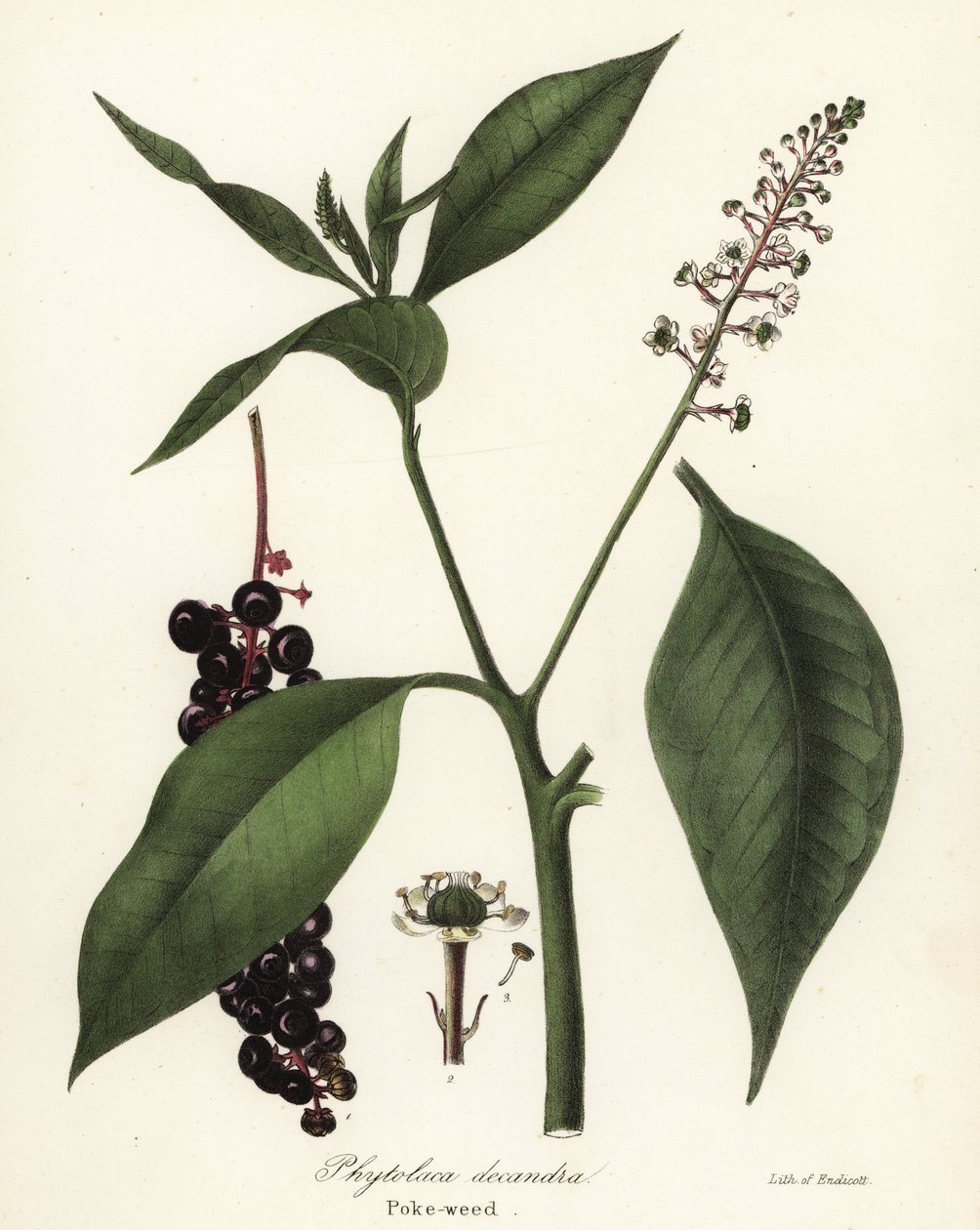 Pokeweed, Phytolacca americana (Phytolaca decandra) af Endicott Endicott