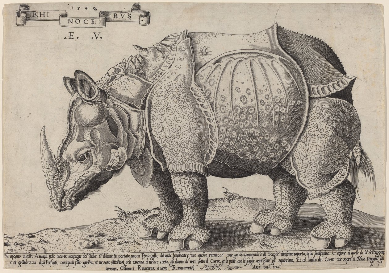 Næsehorn af Enea Vico after Albrecht Dürer